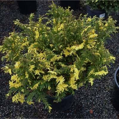 Кипарисовик горохоплідний Nana Aureovariegata 3 річний, Кипарисовик горохоплідний Нана Ауреоваріегата, фото 1