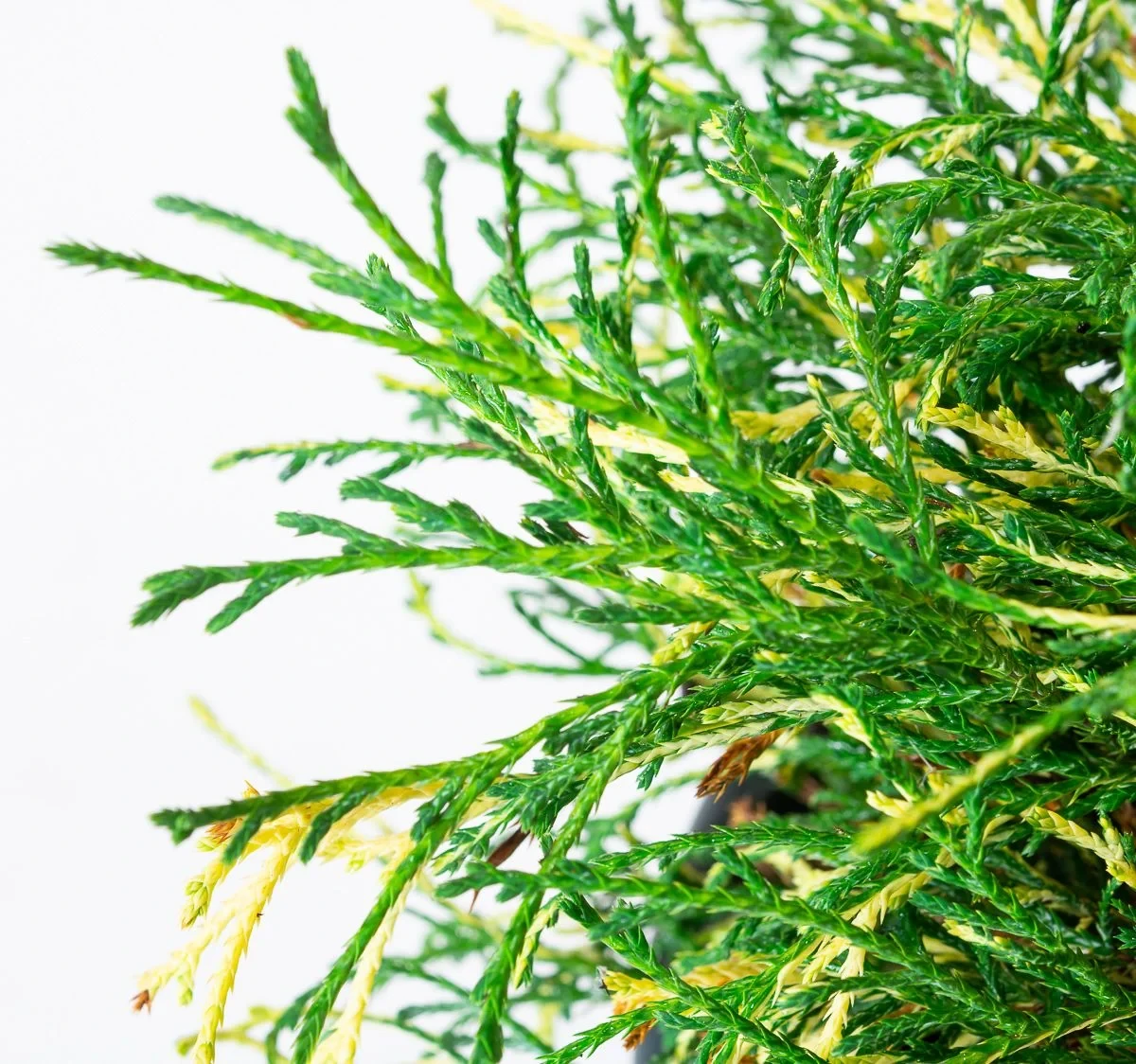 Кипарисовик горіхоплідний Filifera Aureovariegata 3 річний, Кипарисовик горохоплодный Филифера Ауреовариегата