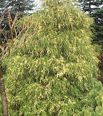 Кипарисовик горіхоплідний Filifera Aureovariegata 3 річний, Кипарисовик горохоплодный Филифера Ауреовариегата, фото 4