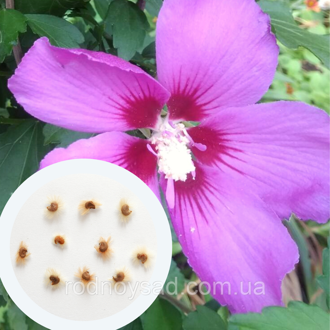 Гібіскус деревовидний насіння (20 шт) фіолетовий (Hibiscus syriacus) сірійський