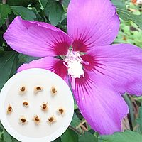 Гибискус древовидный семена (20 шт) фиолетовый (Hibiscus syriacus) сирийский