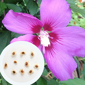 Гібіскус деревовидний насіння (20 шт) фіолетовий (Hibiscus syriacus) сірійський