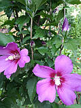 Гібіскус деревовидний насіння (20 шт) фіолетовий (Hibiscus syriacus) сірійський, фото 3