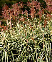 Міскантус китайський Ріголетто \Miscanthus sinensis 'Rigoletto' (саджанці С3л), фото 2