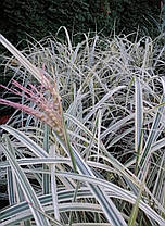 Міскантус китайський Ріголетто \Miscanthus sinensis 'Rigoletto' (саджанці С3л), фото 2