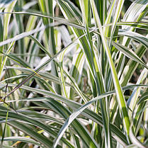 Міскантус китайський Ріголетто \Miscanthus sinensis 'Rigoletto' (саджанці С3л), фото 3