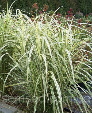 Міскантус китайський Ріголетто \Miscanthus sinensis 'Rigoletto' (саджанці С3л)