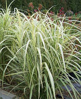 Мискантус китайский Риголетто \ Miscanthus sinensis 'Rigoletto' ( саженцы С3л )