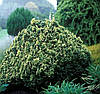 Кипарисовик Лавсона Pygmaea Argentea 2 річний, Кипарисовик Лавсона Пигмея Аргентеа, Chamaecyparis lawsoniana, фото 7