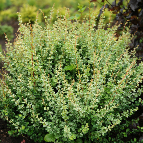 Барбарис Тунберга Корнік (15-25 см, ЗКС), фото 1