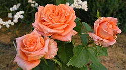 Троянда Ельдорадо (однорічна, ОКС)