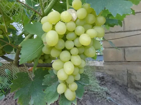 Виноград Кішміш Надійний (Однорічний, ОКС)