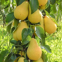 Груша колоноподібна Декора (Однорічний, ОКС)