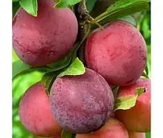 Алича Данді Блакитна (Однорічний, ОКС)