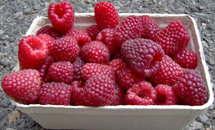 Малина молокосимус (ОКС)
