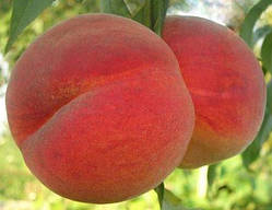 Персик Флемінг Ф'юрі (Однорічний, ОКС)