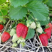 Саджанці полуниці