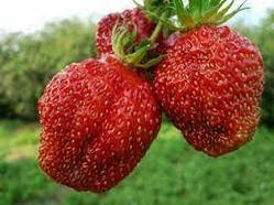 Клубника Машенька (ОКС)