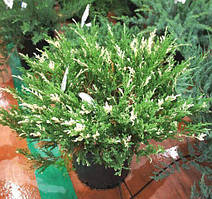 Ялівець горизонтальний Андорра Варієгата (10-15 см, ЗКС)