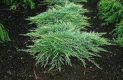 Ялівець горизонтальний Джейд Ривер (40-50 см, ЗКС)