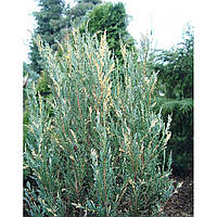 Ялівець скальний Сільвер Стар (15-20 см, ЗКС)