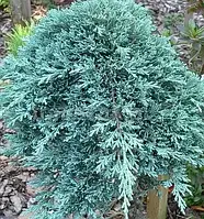 Ялівець горизонтальний Айс Блю (10-15 см, ЗКС)