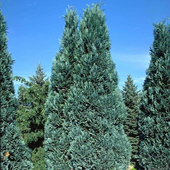 Кипарисовик Лавсона Алюмі (20-25 см, зкс)