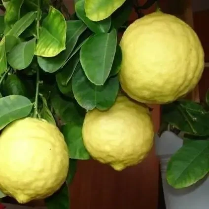 Лимон Пандероза (Однорічний, ВКБ), фото 1