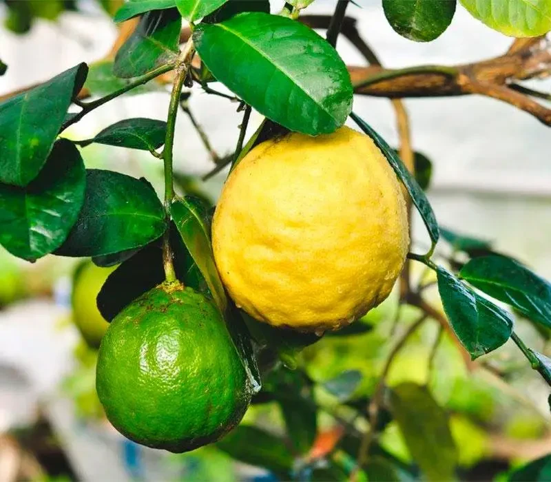 Лимон "Ківський" 60-80 см, фото 1