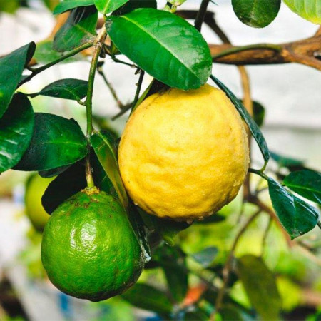 Лимон "Ківський" 25-40 см (привиті), фото 1