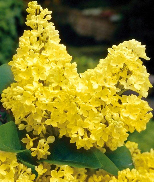 Бузок Примроуз (Дворічний, ОКС)