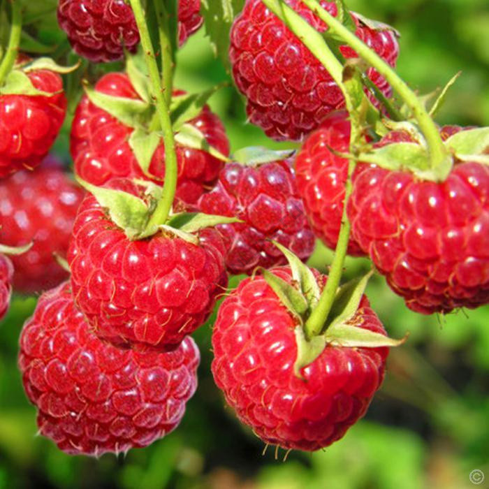 Саджанці малини Космічна - ремонтантна, великоплідна, солодка, урожайна, фото 1