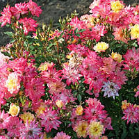 Троянда Бебі Маскарад (однорічний, ЗКС)