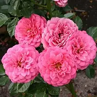 Троянда Амулет (Однорічний, ОКС)