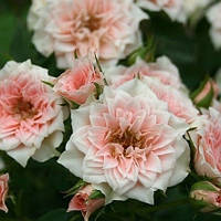 Роза Даніела (Однорічний, ОКС)