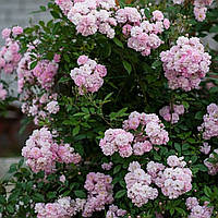 Троянда Бриз Парфум (однорічний, ОКС)