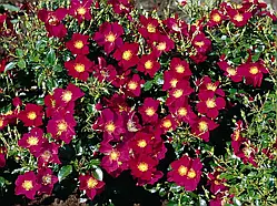 Роза Перпл Хейз (однорічний, ВКБ)