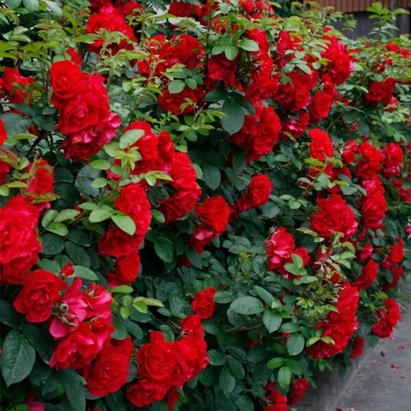 Роза Хансаланд (однорічний, ВКБ), фото 1