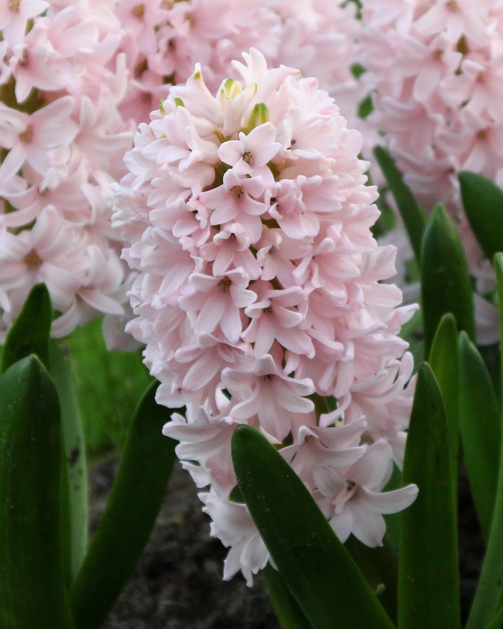 Гіацинт China Pink (розмір цибулини 14/15), фото 1