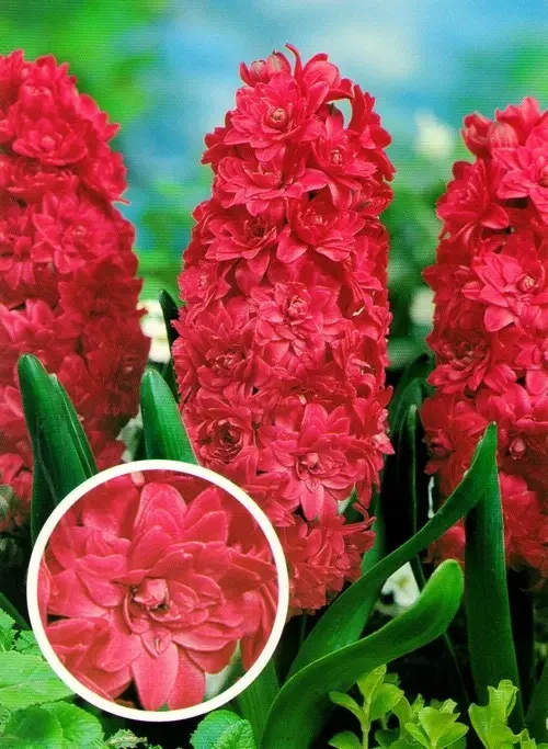 Гіацинт Махровий Red Diamond (луковиці), фото 1