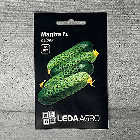 Огірок Мадіта F1 10 шт партенокарпічний насіння пакетоване Leda Agro