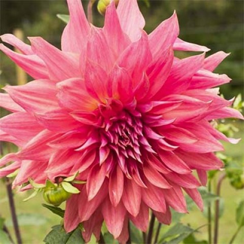 Георгіна Belle of Barmera (полуни), фото 1