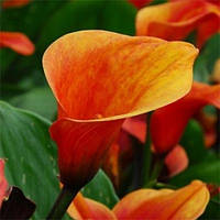 Калла Calla Mango (розмір цибулини 12/14)