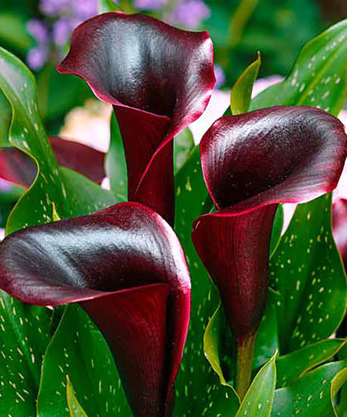 Калла Schwarzwalder (бульби), фото 1