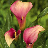 Калла Auckland (бульби)