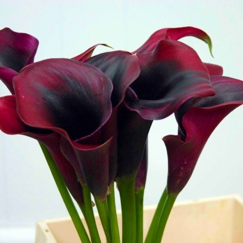 Калла Rudolph (полуни), фото 1