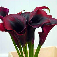 Калла Rudolph (полуни)