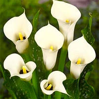 Кала Black Eyed Beauty (полунки)