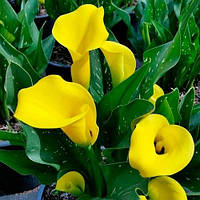 Калла Sunclub (клубни)