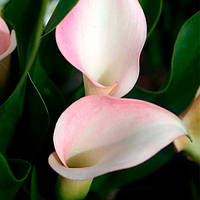 Калла Crystal Blush (полуниці)